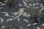 Поморие - Проверка на РИОСВ - Замърсен водоем