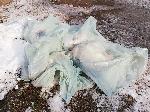 София - Загинали бели и диви патици в Борисовата градина