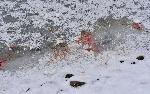 София - Загинали бели и диви патици в Борисовата градина