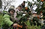 Рекордна реколта мандарини набраха от цитрусово дръвче в къща в Подкрепа