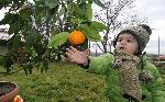 Село Подкрепа, Хасково - Реколта от мандариново дръвче