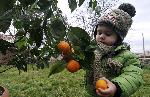 Село Подкрепа, Хасково - Реколта от мандариново дръвче