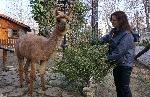 Варненският зоопарк приема стари коледни елхички