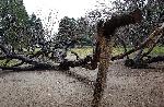 Обновяват Морската градина във Варна