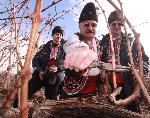 Сухиндол - Зарязване на лозята
