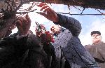 Сухиндол - Зарязване на лозята