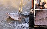 Спасиха 200 килограмова моруна от бракониери, песнаха я обратно в Дунав