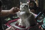 София - Изложба на котки