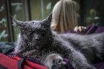София - Изложба на котки