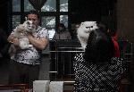 София - Изложба на котки