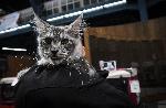 София - Изложба на котки
