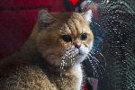 София - Изложба на котки