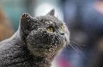София - Изложба на котки