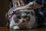 София - Изложба на котки