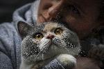 София - Изложба на котки