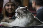 София - Изложба на котки