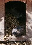 Варна - Малки нутрии