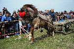 Попица - Конски състезания