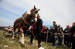 Попица - Конски състезания