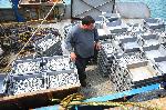 Заради забраната ловят само цаца край Бургас