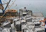 Бургас - Улов на цаца