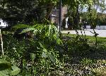 София - Канабис в градинката на "Св.Седмочисленици"