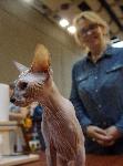 Варна - Изложба на котки