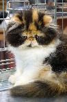 Варна - Изложба на котки