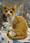 Варна - Изложба на котки
