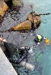 Бургас - Водолази чистят морското дъно