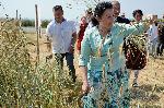 Бяла Слатина - Откриване на кампания по жътва на ръжта