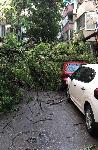 Варна - Буря с паднали дървета