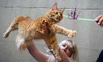 Варна - Изложба на котки