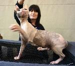 Варна - Изложба на котки