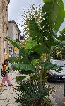 Варна - Бананова палма