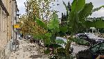 Варна - Бананова палма