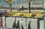 Бургас - "Зелени шапки" на автобусни спирки