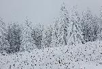 Витоша - Сняг
