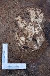 Лясковец - археолози проучват богата гробна могила от III век