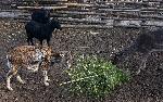 Варна - Елхи за животните в зоопарка