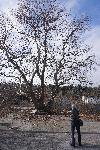 Варна - Вековно дърво