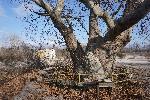 Варна - Вековно дърво