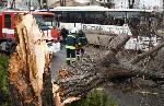 Паднали дървета, билборди и светофари във Варна заради силния вятър