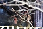 София - Акция на полицията в ресторант "Грозд"