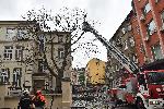 Рязаха опасно дърво в столично училище, силният вятър създаде проблеми в Хасково
