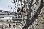 София - Опасно дърво - Училище