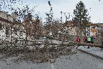 Хасково - Силен вятър - Паднало дърво