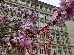 Варна - Цъфнали дръвчета