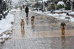 София - Извънредно положение