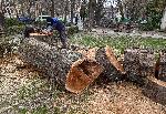 Режат вековни опасни дървета в центъра на Варна